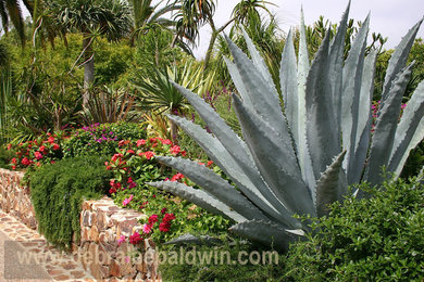 This is an example of an eclectic landscaping in San Diego.
