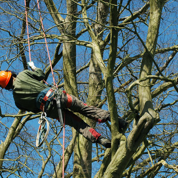 Tree Care