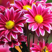 Monica Thomas's photo