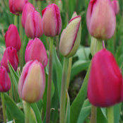 Gina Guiducci's photo