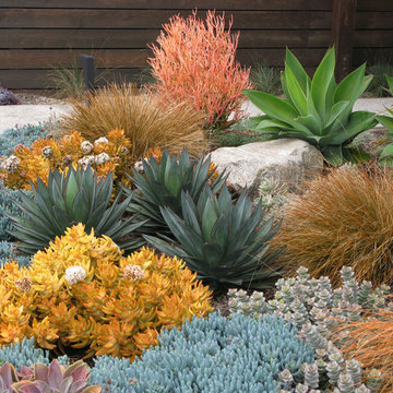 Seaside Colorful Succulent Garden