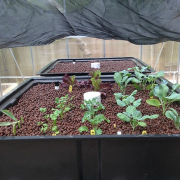 Aquaponics Fish & Plants