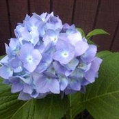 Lucy Mazza's photo