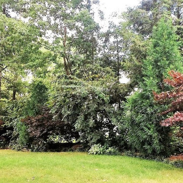 Lookout Mountain Woodland
