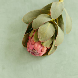 Residential Wallpaper | Vintage Boutique Collection - Wallpaper