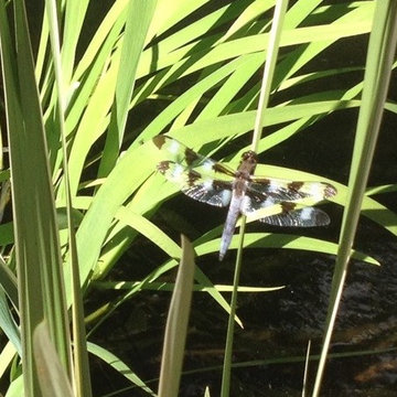 Ponds for the Environment