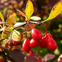 Top 10 Wildlife Friendly Plants for Your Garden