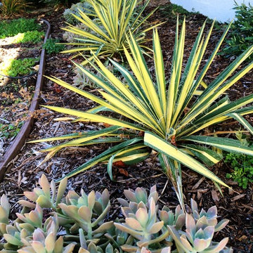 Cacti in the garden