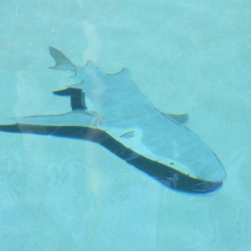 Reef shark in South Florida
