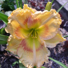 2008 and earlier DAYLILY SEEDLINGS