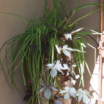 Flower Pots