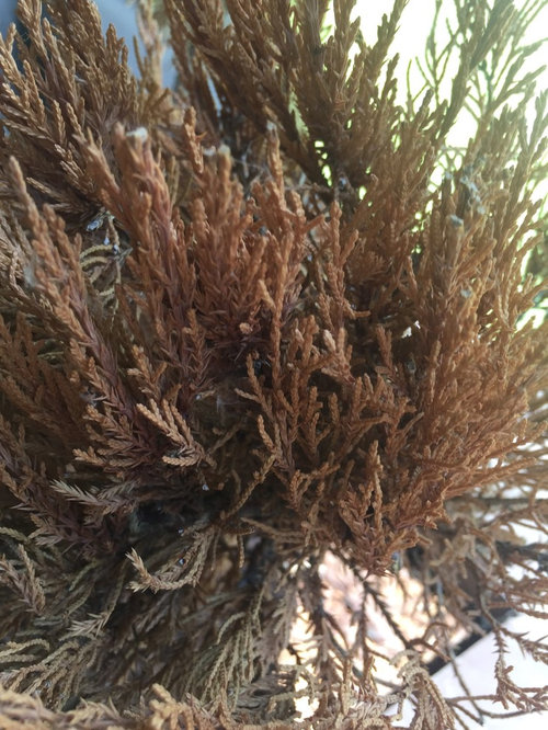 Mint Julep Pom Pom Help! THANKs