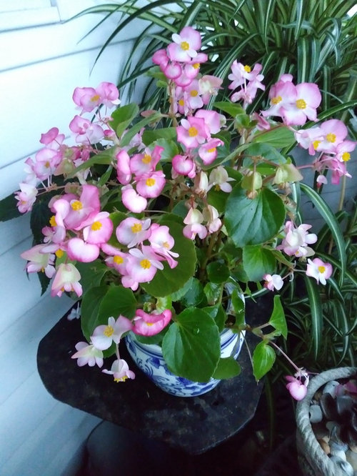Overwintering Begonias