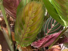 Why is my prayer plant leaves turning yellow? | Houzz Forum
