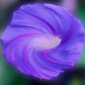 Laura Morris's photo