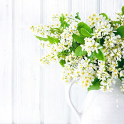 Janet Colhe's photo