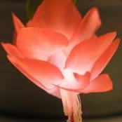 Lillian Hammon's photo