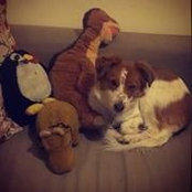 Jasmine Conti-thedog's photo