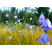 Nikki Seifert's photo