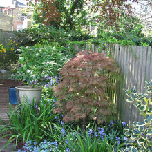 garden shrubs