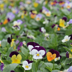 Gallery - Gardening And Lawn Care