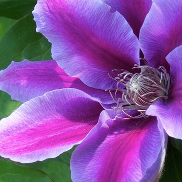 Garden Design - Traditional Plantings