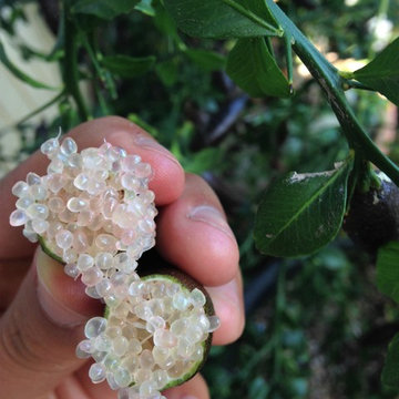 Uncommon Fruits to Grow in Santa Cruz