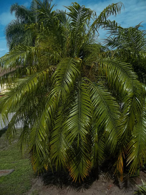 what is the base of a palm tree called