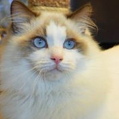 Leas Ragdolls's photo