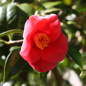 Brookside Garden