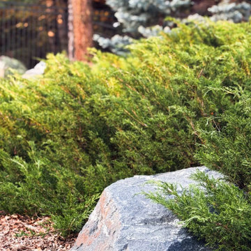 Mid-Century Modern Backyard Retreat - Littleton, CO