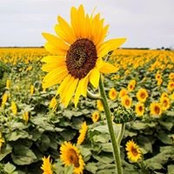 Jane Fewel Pollard's photo