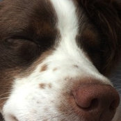 Brittany Spaniels foto