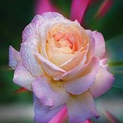 Kat Cardwell's photo