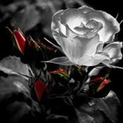 Lisa Witcher's photo