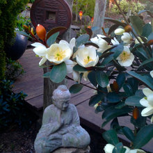 Garden ideas