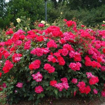 Landscaping Work