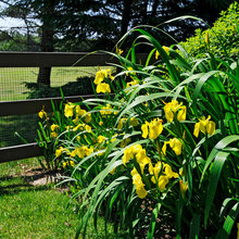 Garden fences