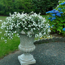 Container Gardening