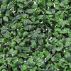 6-Pieces 20"x20", Long Lasting & UV Resistant Artificial Boxwood Hedge Mat