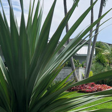 Plants - Landscaping