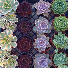 plants