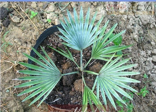 An Ignored Fact About Trachycarpus Princeps