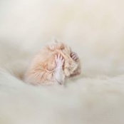 Photo de Sanne De Koning