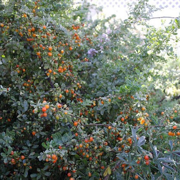 2018 Native Plant Garden Tour
