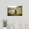 "Highland Cow in Rolling Hills" Wrapped Canvas Art Print, 24"x16"x1.5"