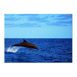 Ready2HangArt - Ready2hangart Christopher Doherty Photography 'Dolphin' Canvas Wall Art - Prints And Posters