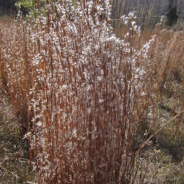 Great Design Plant: Little Bluestem