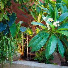 Plants