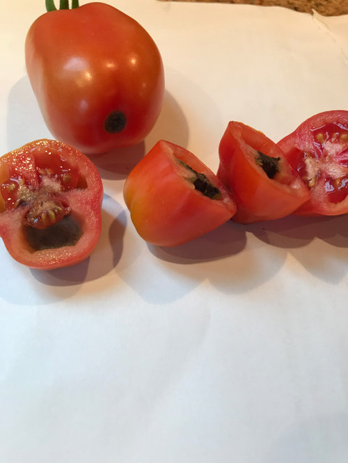 Are San Marzano tomatoes known to rot?